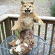 Image for article titled Perfect Craigslist Ad Offers Badass 'Tatxidermied' Bobcat Display